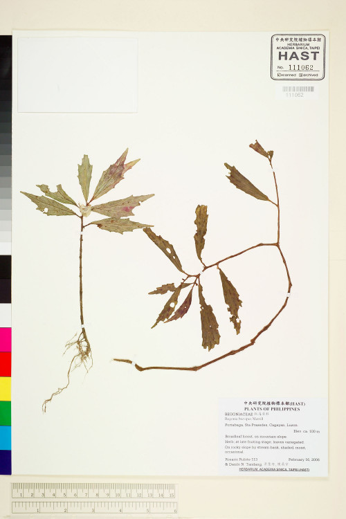 Begonia brevipes標本_BRCM 1935