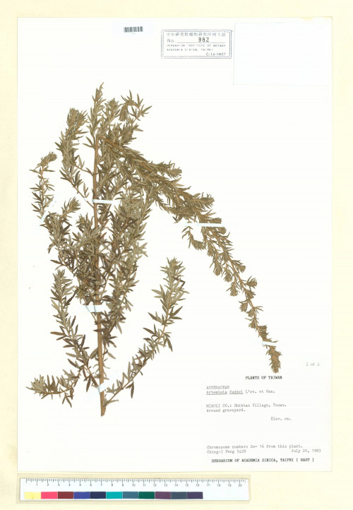 Artemisia lancea Van._標本_BRCM 6402