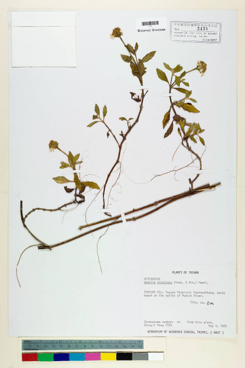 Wedelia prostrata (Hook. & Arn.) Hemsl._標本_BRCM 6651