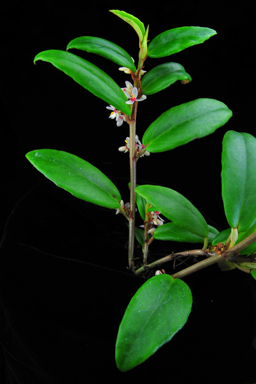 Begonia subscutata De Wild.