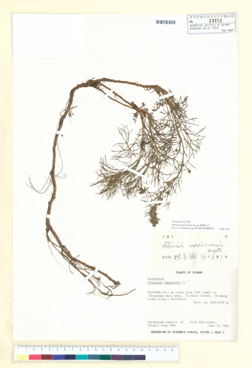 Artemisia morrisonensis Hayata_標本_BRCM 6673