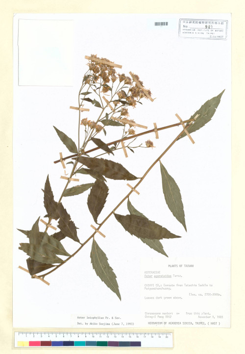 Aster leiophyllus Fr. & Sav._標本_BRCM 5287