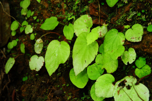 Begonia martabanica
