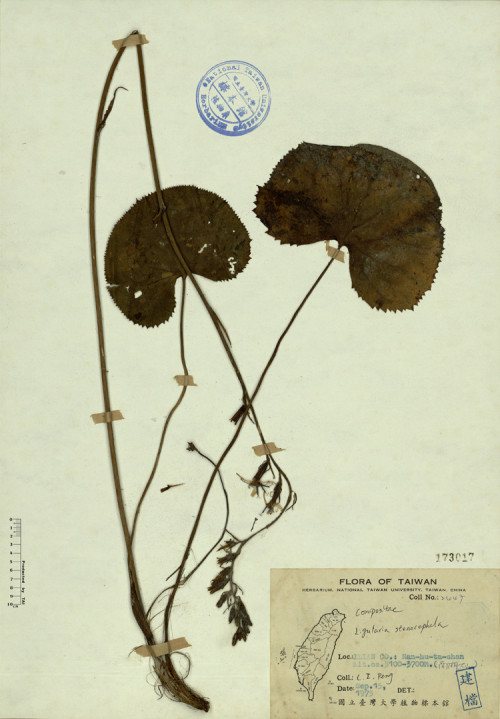 Ligularia stenocephala_標本_BRCM 4448