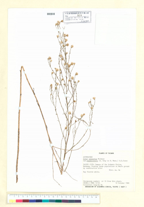 Aster subulatus Michaux var. sandwicensis (A. Gray) A. G. Jones_標本_BRCM 5317