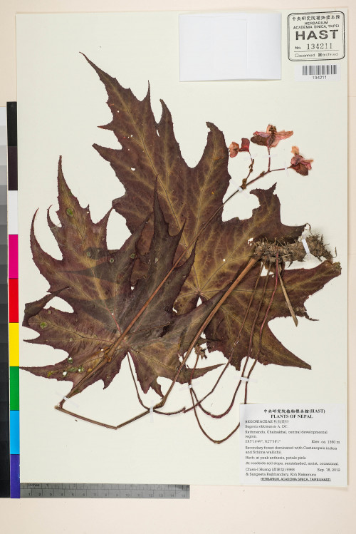 Begonia panchtharensis標本_BRCM 2688