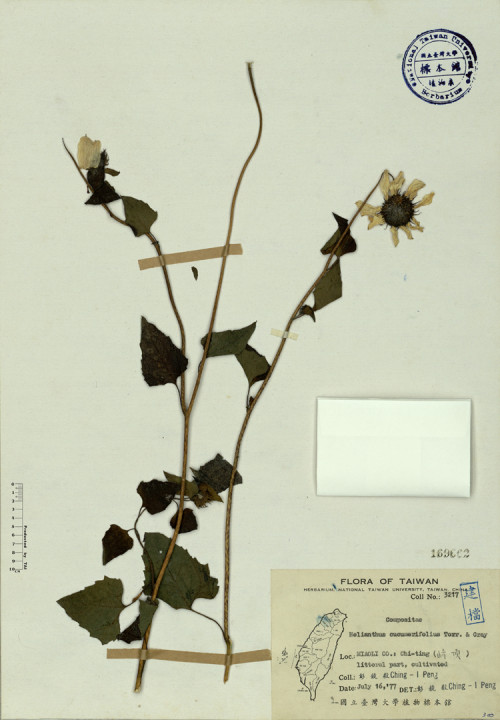 Helianthus cucumerifolius Torr. & Gray_標本_BRCM 4092