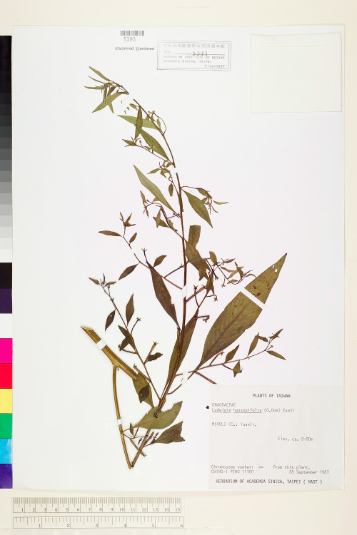 Ludwigia hyssopifolia (G. Don) Exell_標本_BRCM 3621
