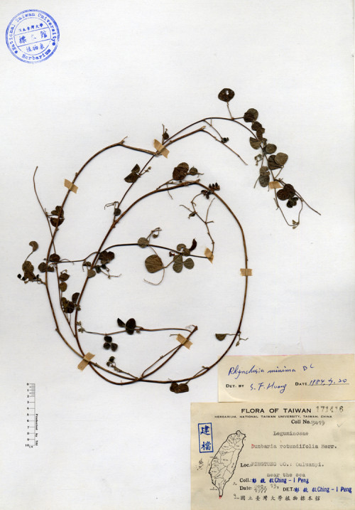 Dunbaria rotundifolia Merr._標本_BRCM 4198