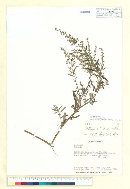 Artemisia indica Willd._標本_BRCM 6873