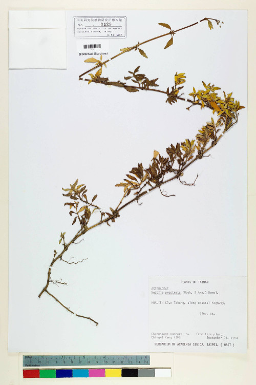Wedelia prostrata (Hook. & Arn.) Hemsl._標本_BRCM 6611
