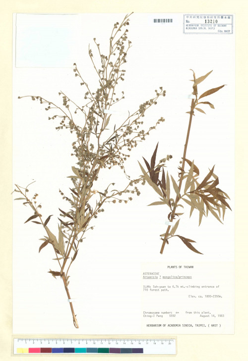 Artemisia mongolica (Fisch. ex Bess.) Nakai_標本_BRCM 6416