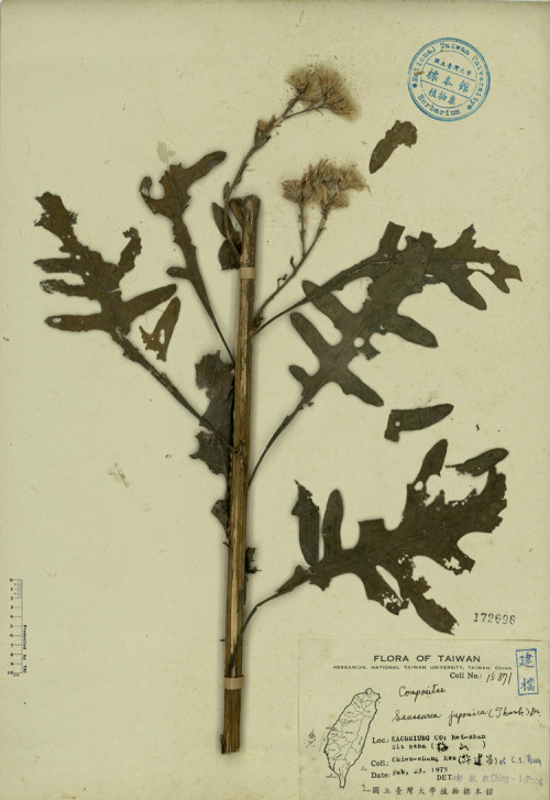 Saussurea japonica (Thunb.) DC._標本_BRCM 4276
