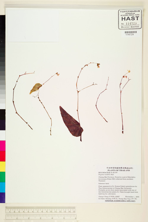 Begonia variabilis標本_BRCM 2083