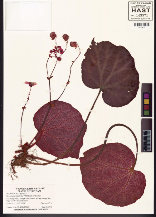 Begonia rhytidophylla標本_BRCM 8500