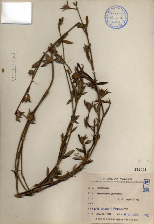 Stylosanthes guianensis_標本_BRCM 4405