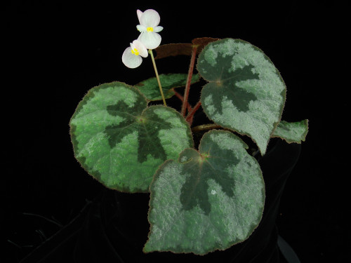 燈果秋海棠 (Begonia lanternaria Irmsch.)