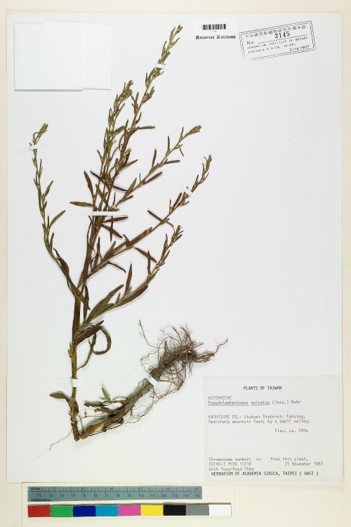 Pseudelephantopus spicatus (Juss.) C. F. Baker_標本_BRCM 7036
