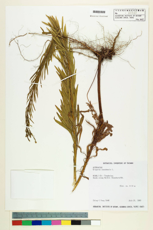 Conyza canadensis (L.) Cronq._標本_BRCM 5021