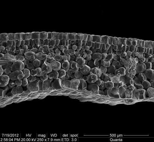 曼德勒秋海棠–葉片與氣孔SEM顯微照相