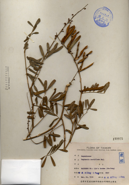 Tephrosia noctiflora Boj._標本_BRCM 4418