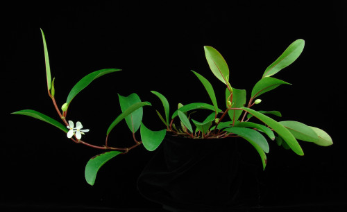 Begonia loranthoides subsp. rhopalocarpa (Warb.) J.J.de Wilde