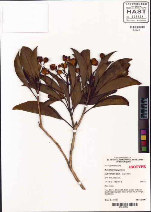 Auranticarpa papyracea標本_BRCM 124