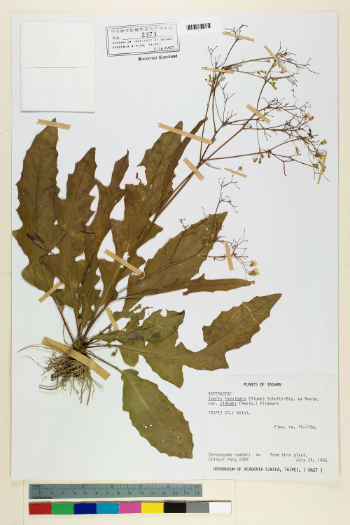 Ixeris laevigata (Blume) Schultz-Bip. ex Maxim var. oldhami (Maxim.) Kitam._標本_BRCM 6716