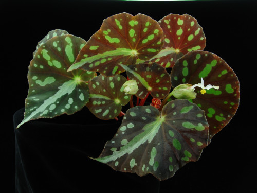 假厚葉秋海棠 (Begonia pseudodryadis C.Y.Wu)