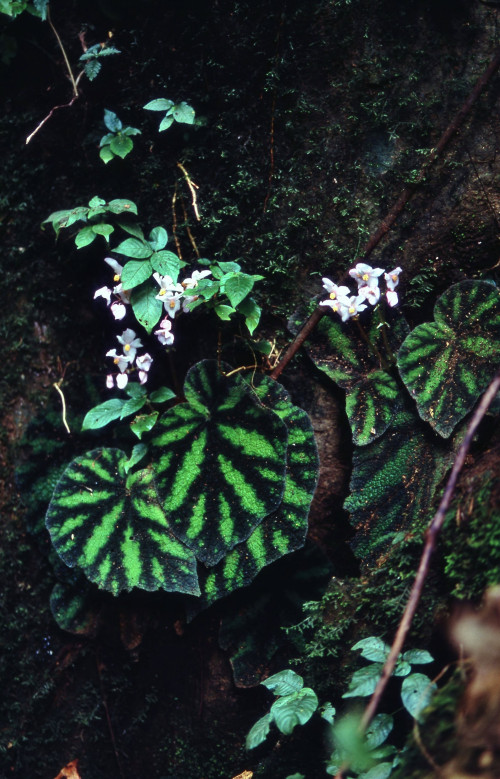 Begonia thompsonii