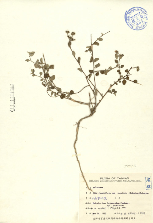 Sida rhombifolia L. subsp. insularis (Hatusima) Hatusima_標本_BRCM 4366