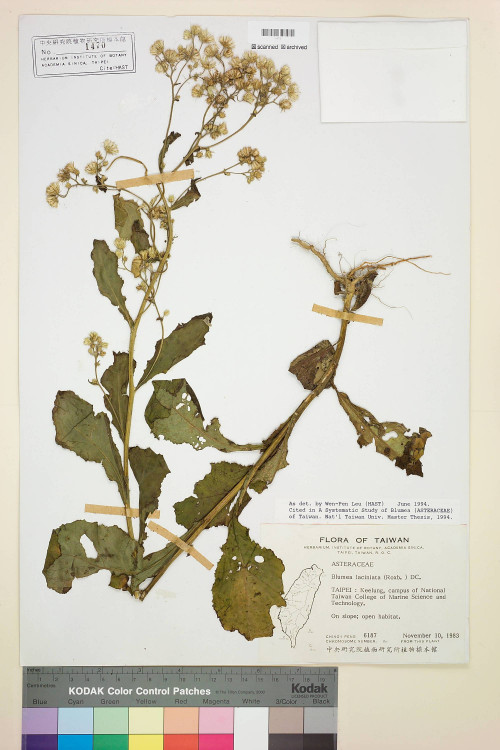Blumea laciniata (Roxb.) DC._標本_BRCM 3743