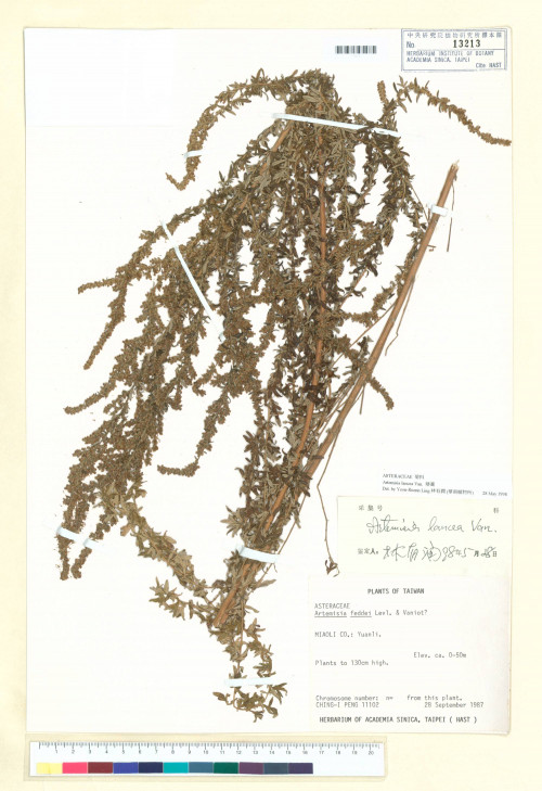 Artemisia feddei Lév. & Vaniot_標本_BRCM 7028