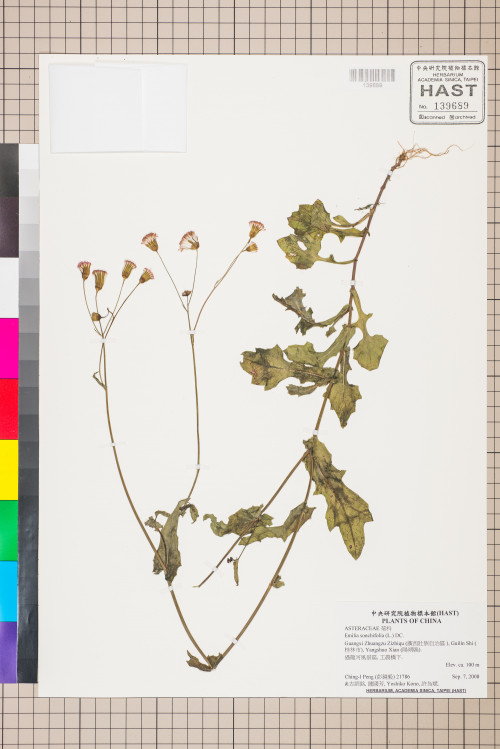 Emilia sonchifolia (L.) DC._標本_BRCM 5241