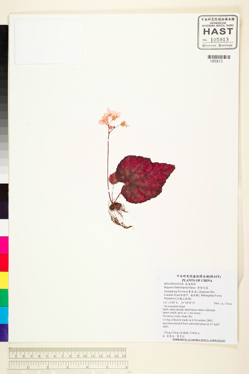 紫背天葵標本_BRCM 1839