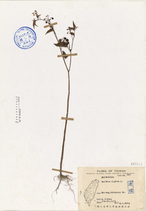 Solanum nigrum L._標本_BRCM 4623