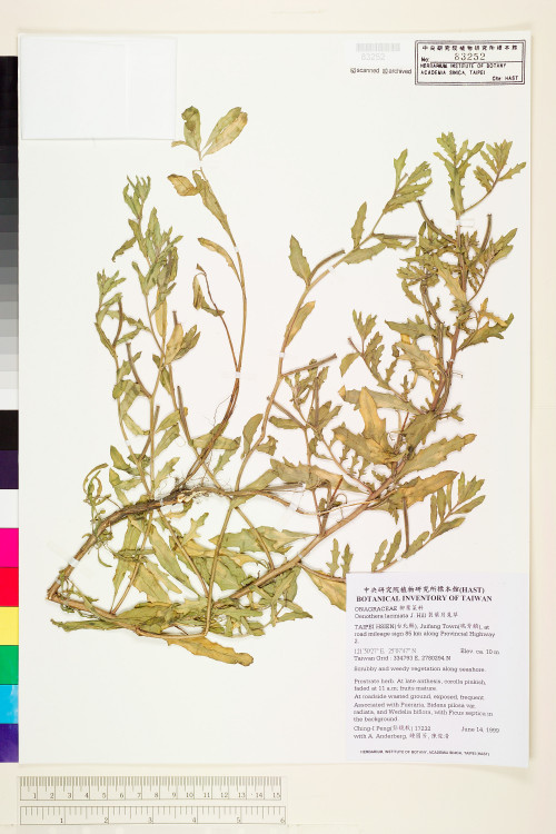 Oenothera laciniata J. Hill_標本_BRCM 5998