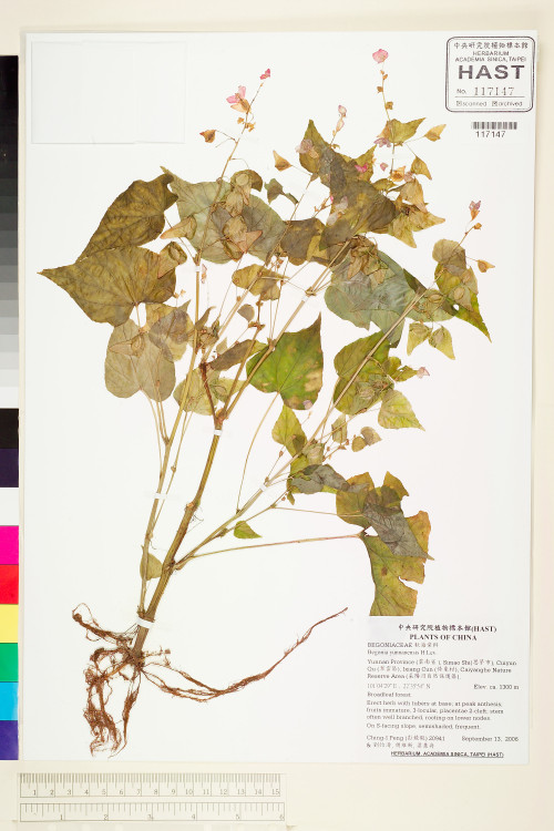 Begonia modestiflora標本_BRCM 2188