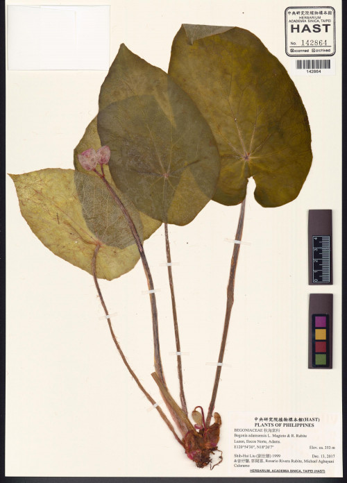Begonia adamsensis標本_BRCM 2944