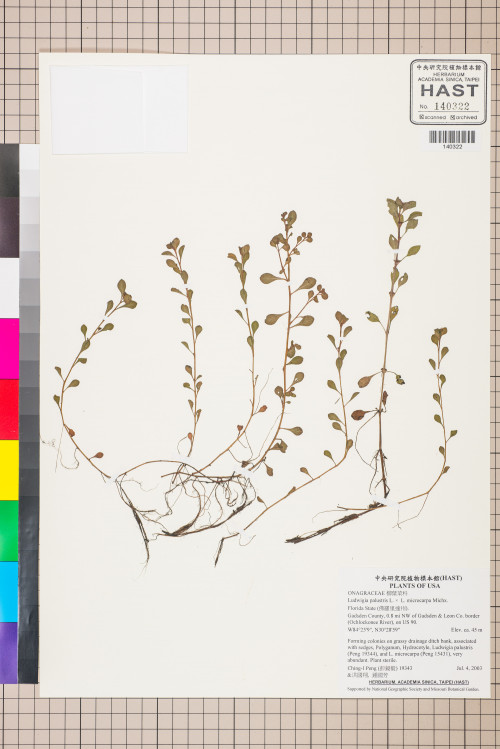 Ludwigia palustris L. ×  L. microcarpa Michx._標本_BRCM 3492
