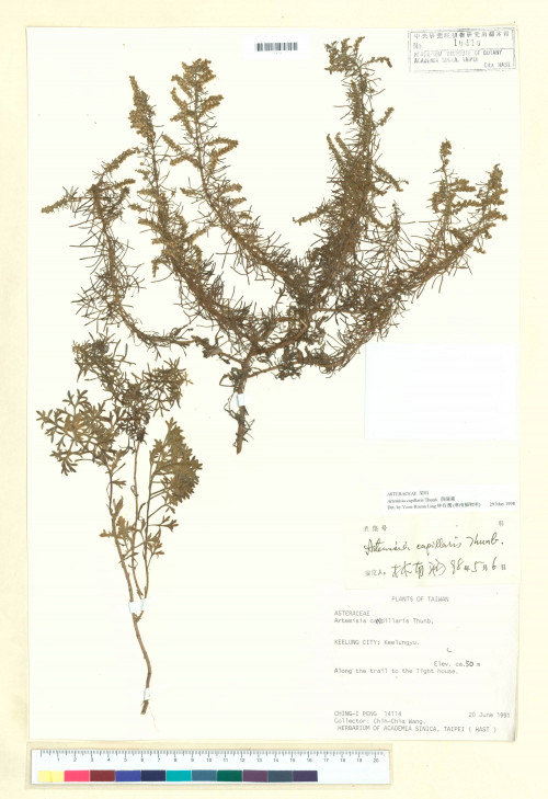 Artemisia capillaris Thunb._標本_BRCM 7371