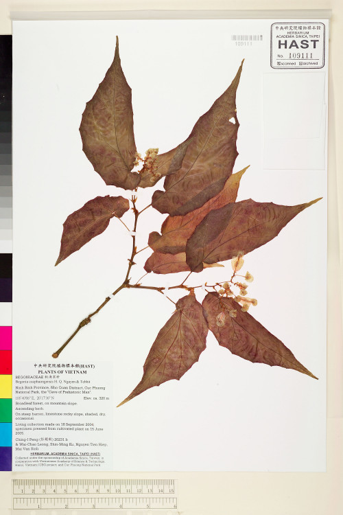 Begonia cucphuongensis標本_BRCM 1916