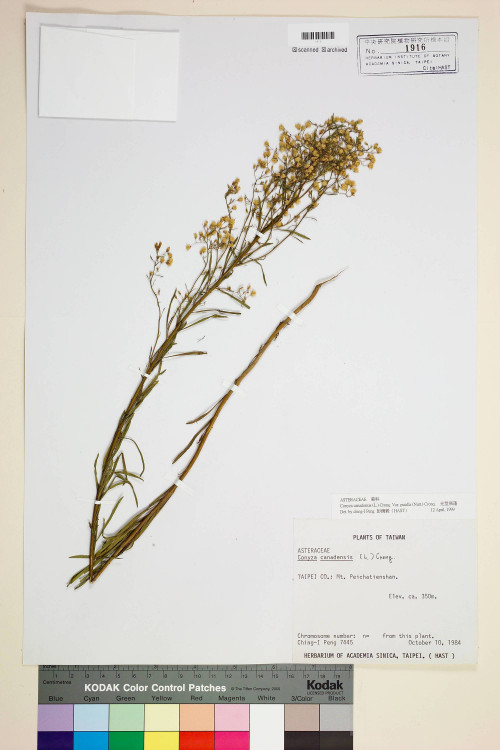 Conyza canadensis (L.) Cronq. var. pusilla (Nutt.) Cronq._標本_BRCM 6622