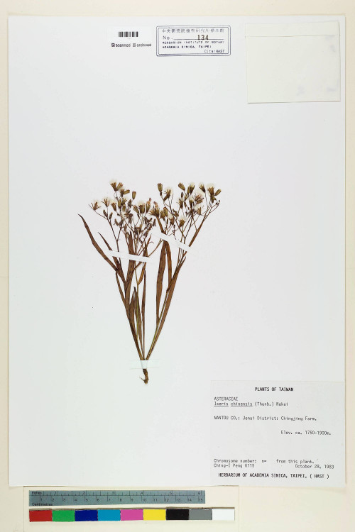 Ixeris chinensis (Thunb.) Nakai_標本_BRCM 6472