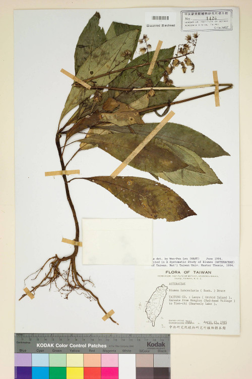 Blumea lanceolaria (Roxb.) Druce_標本_BRCM 3791