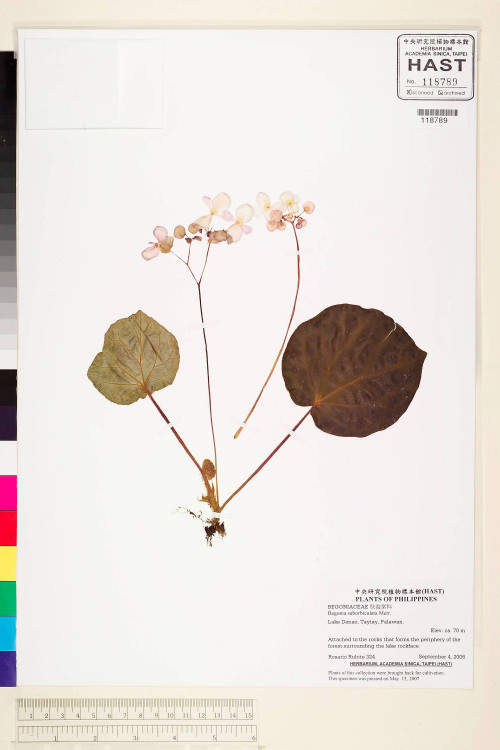 Begonia suborbiculata標本_BRCM 2244
