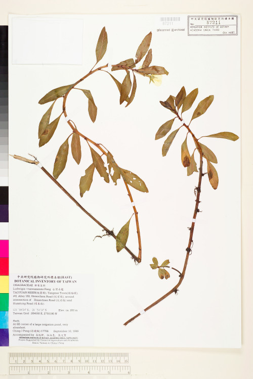 Ludwigia ×taiwanensis C.I Peng_標本_BRCM 3659