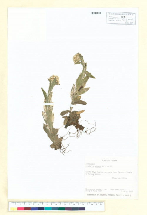 Anaphalis adnata (Wall.) DC._標本_BRCM 6845