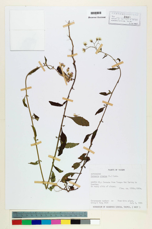 Vernonia cinerea (L.) Less._標本_BRCM 5106