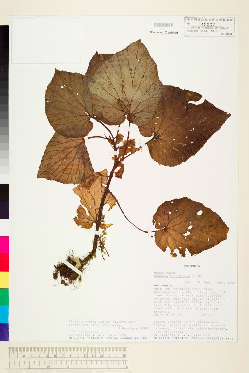 Begonia tiliifolia標本_BRCM 1260